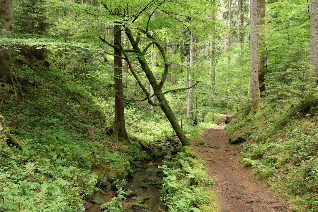 Szlaki turystyczne w Puszczy Boreckiej - co warto wiedzieć?
